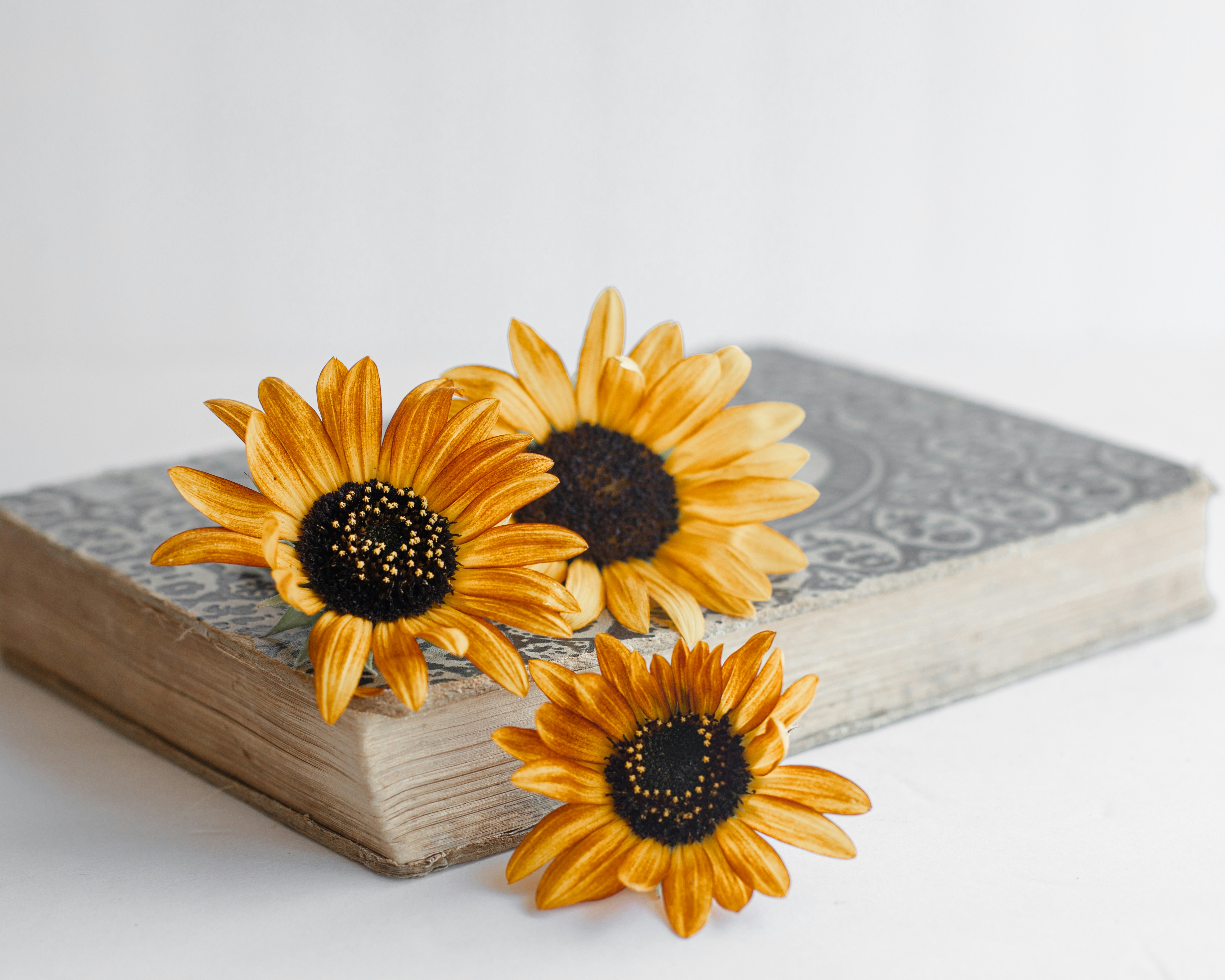 yellow sunflower on brown wooden table